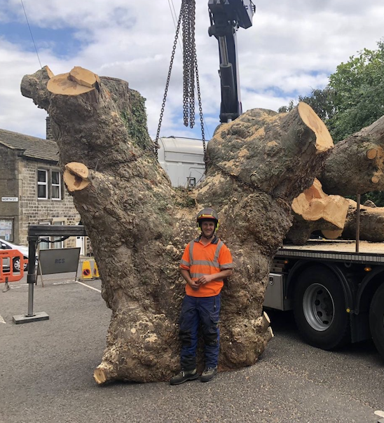 Tree Care 1